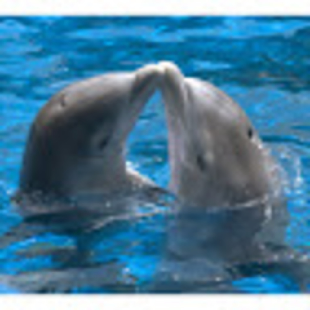 Meet your Posher, Ana